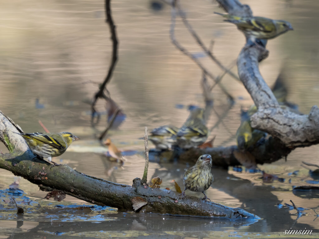 埼玉　都市公園　マヒワ