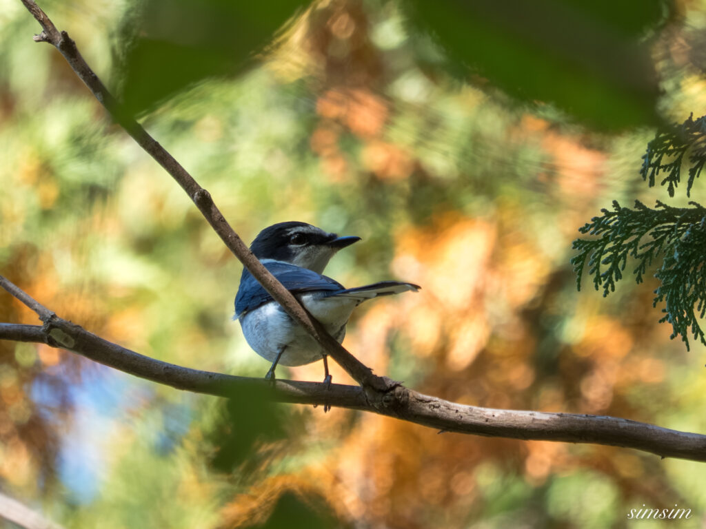 埼玉　都市公園　リュウキュウサンショウクイ