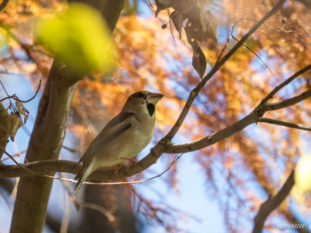 埼玉　都市公園　シメ