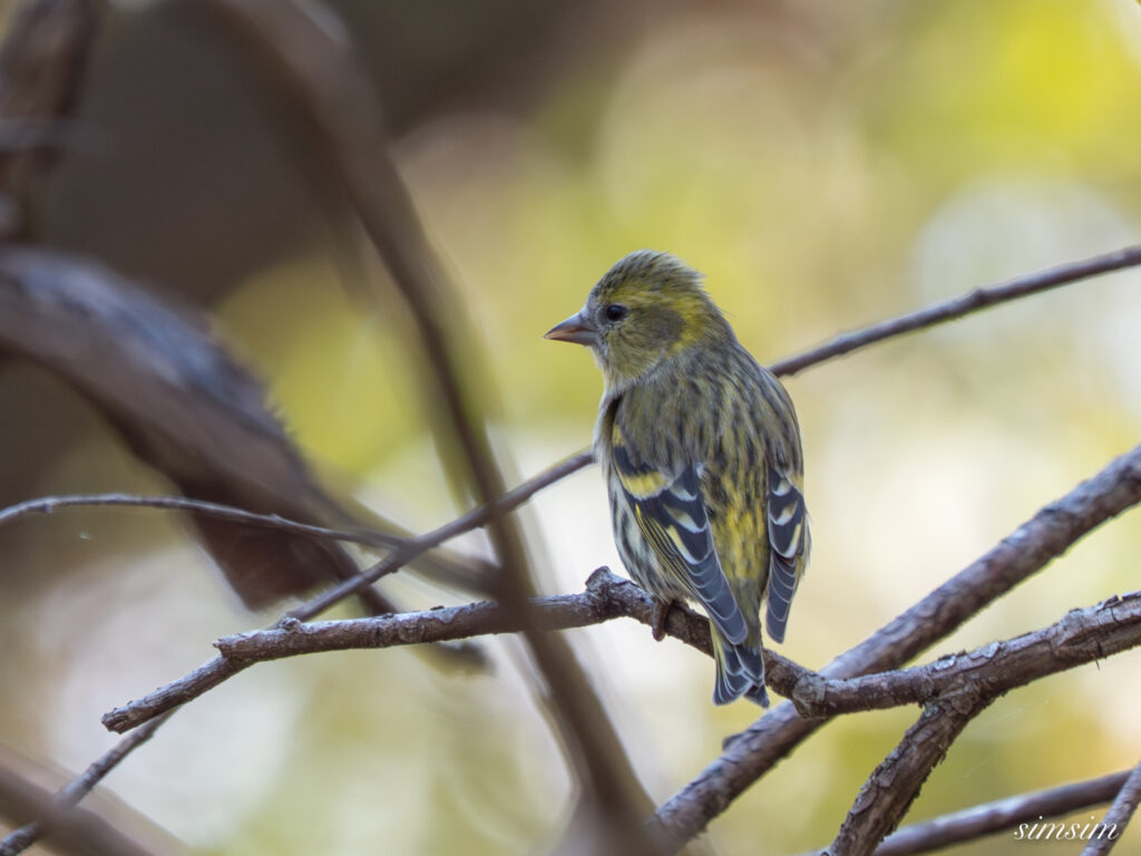 埼玉　都市公園　マヒワ