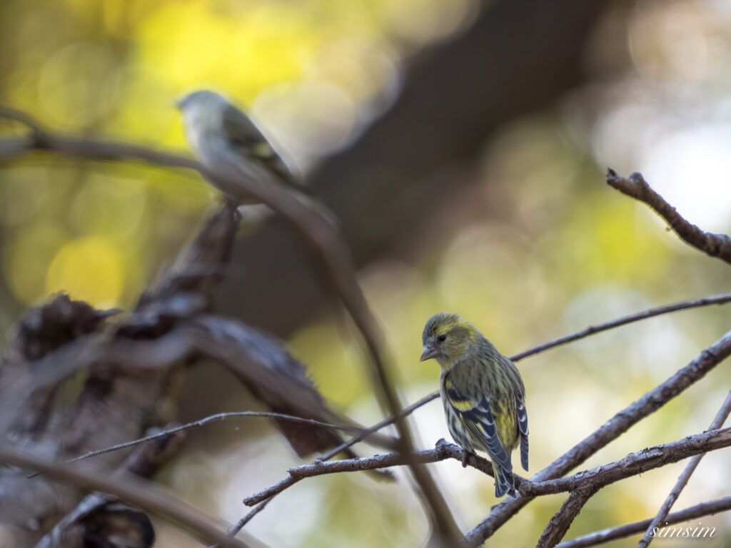 埼玉　都市公園　マヒワ