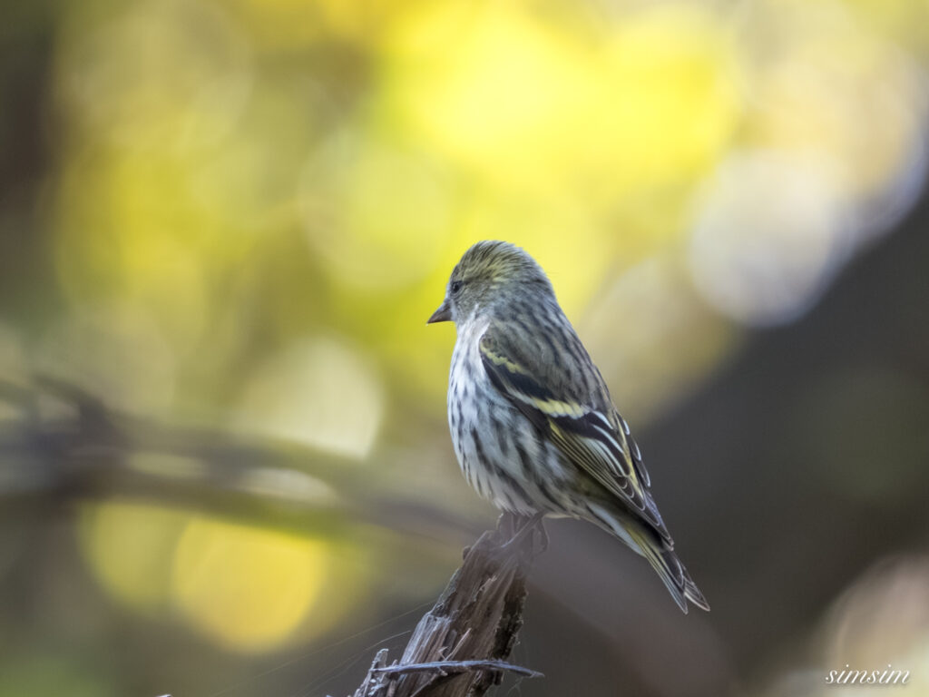 埼玉　都市公園　マヒワ