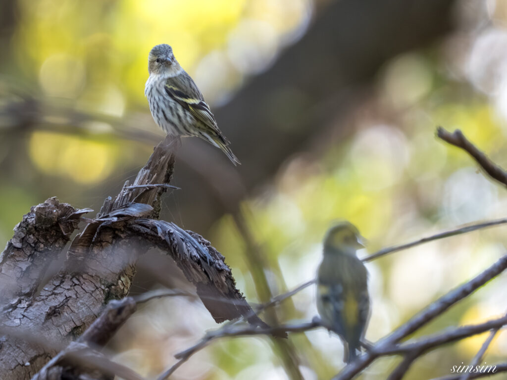 埼玉　都市公園　マヒワ