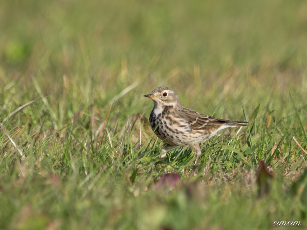 埼玉　都市公園　タヒバリ