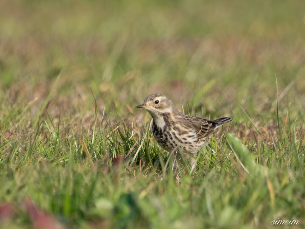 埼玉　都市公園　タヒバリ