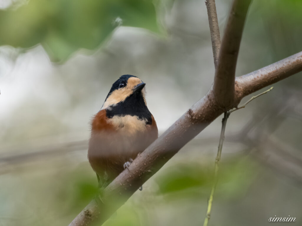 埼玉　都市公園　ヤマガラ