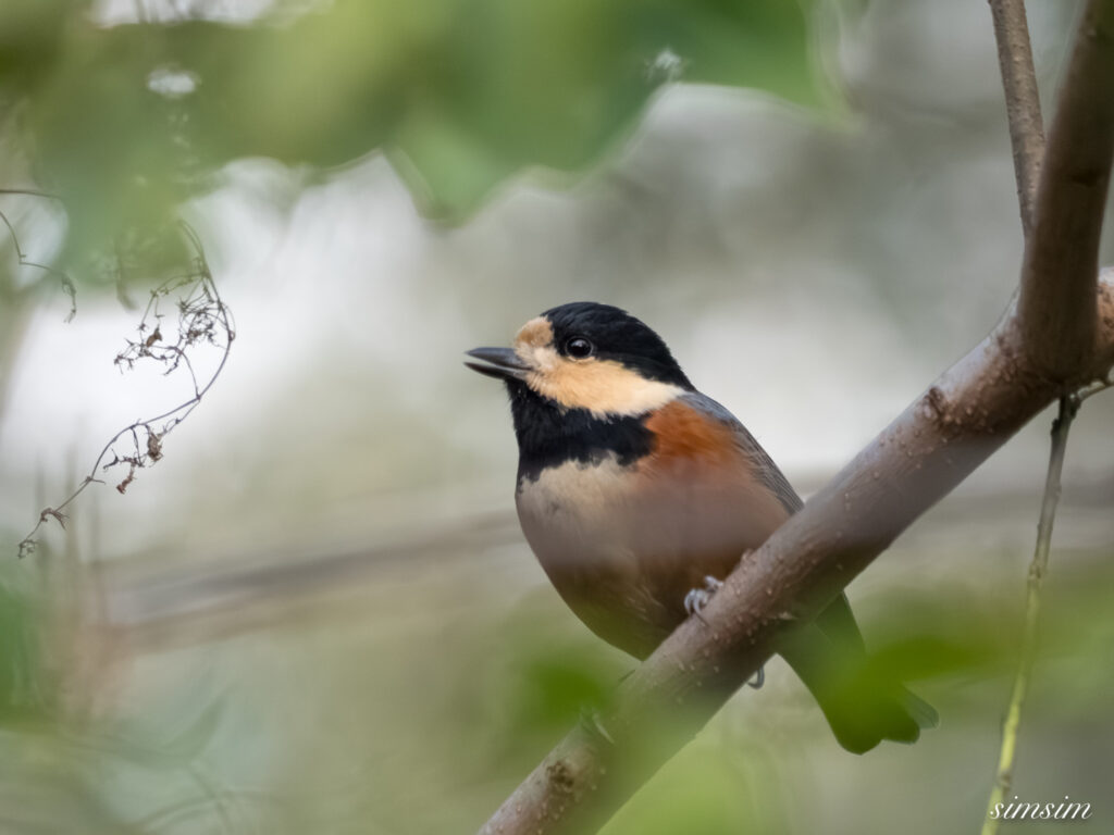 埼玉　都市公園　ヤマガラ