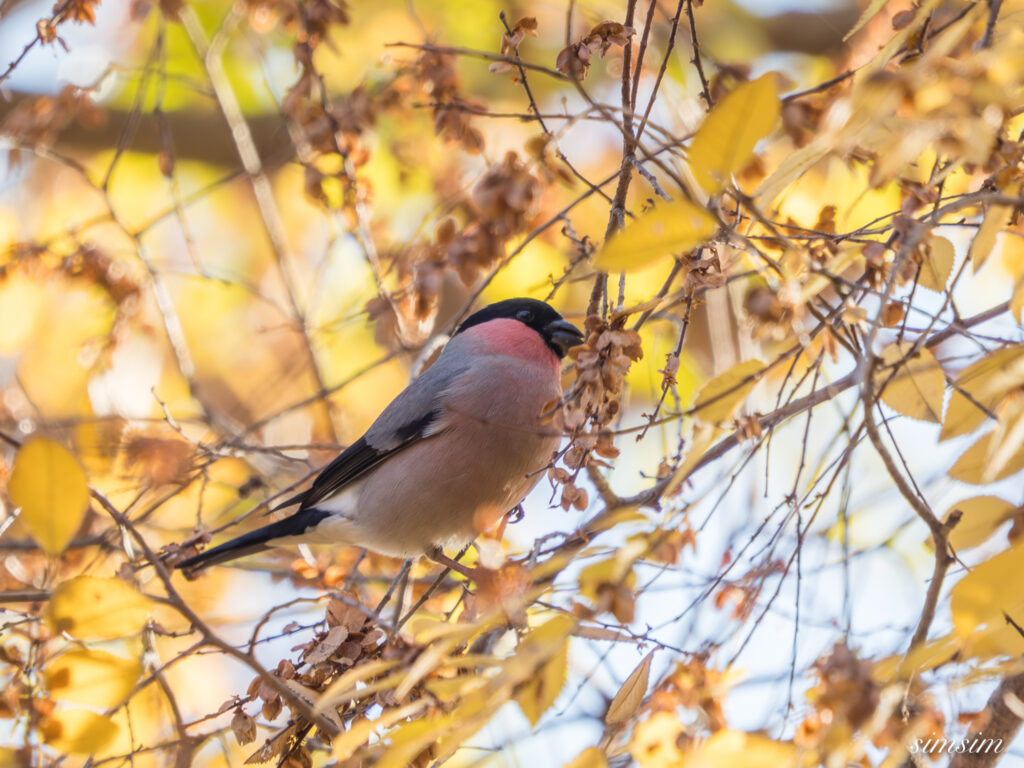 都内の公園　アカウソ
