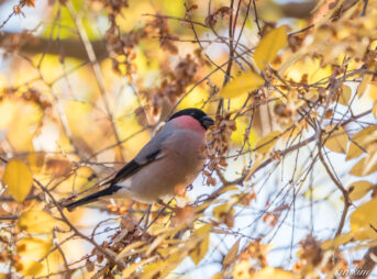 都内の公園　アカウソ