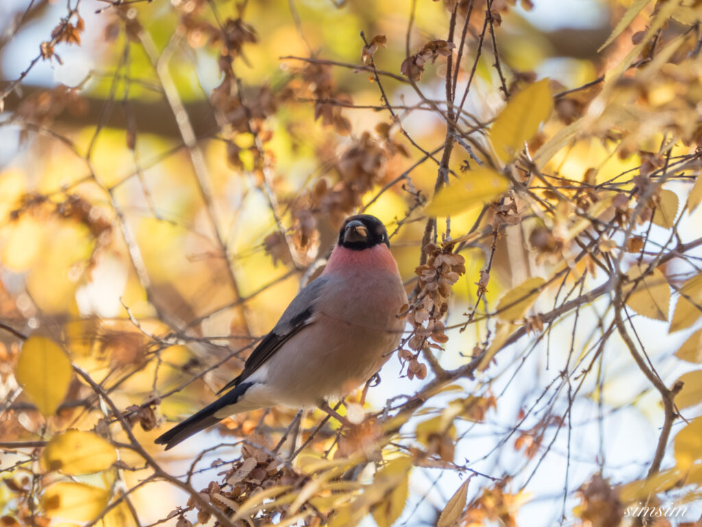 都内の公園　アカウソ