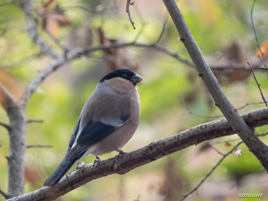 都内の公園 アカウソ