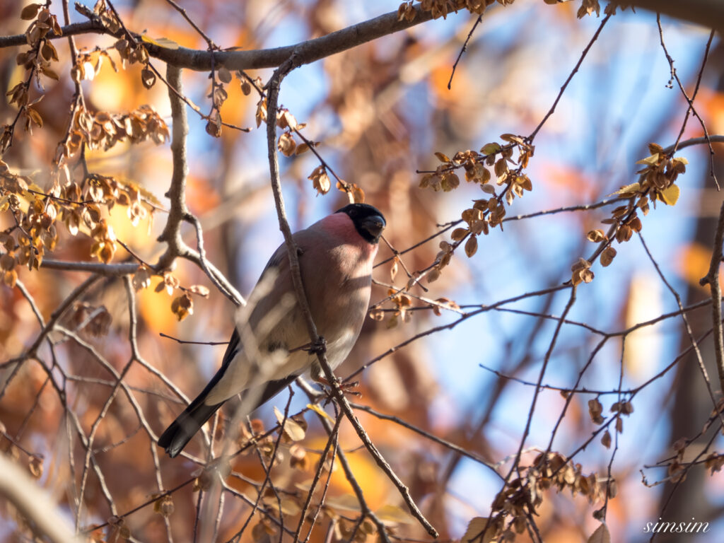 都内の公園　アカウソ