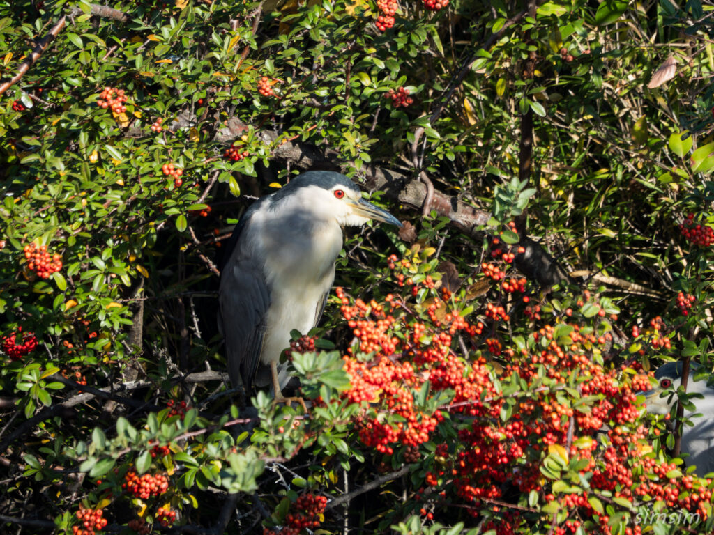 都内の公園　ゴイサギ