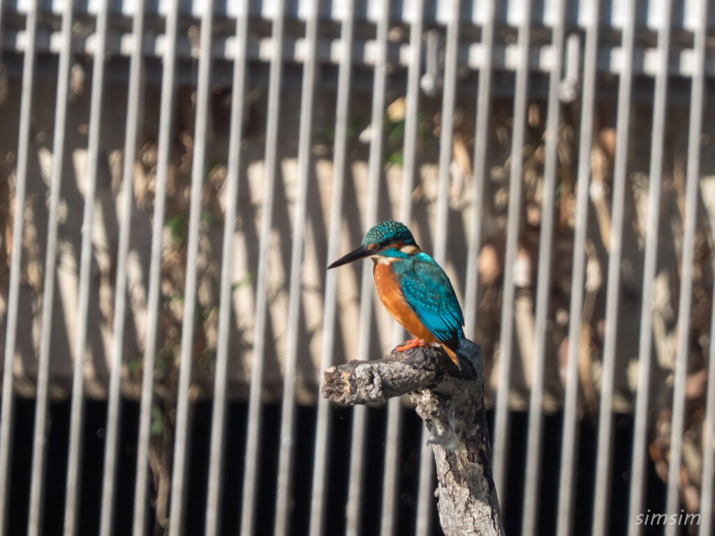 都内の公園　カワセミ
