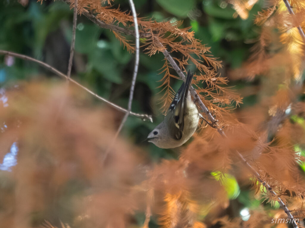 都内の公園　キクイタダキ