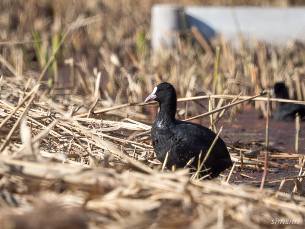都内の公園　オオバン