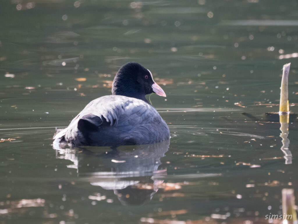 都内の公園　オオバン