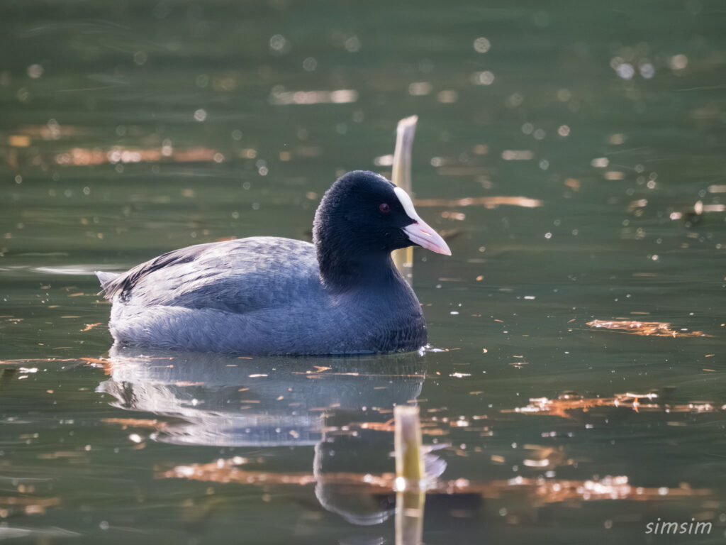 都内の公園　オオバン