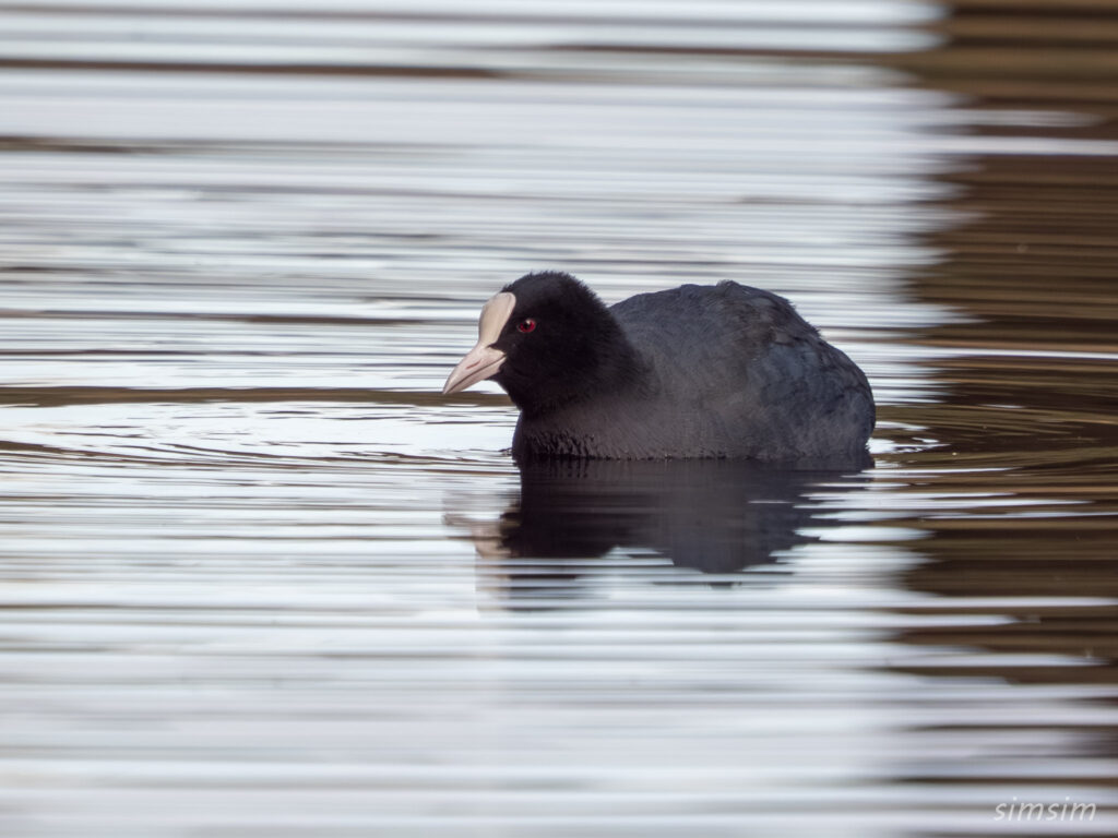 都内の公園　オオバン