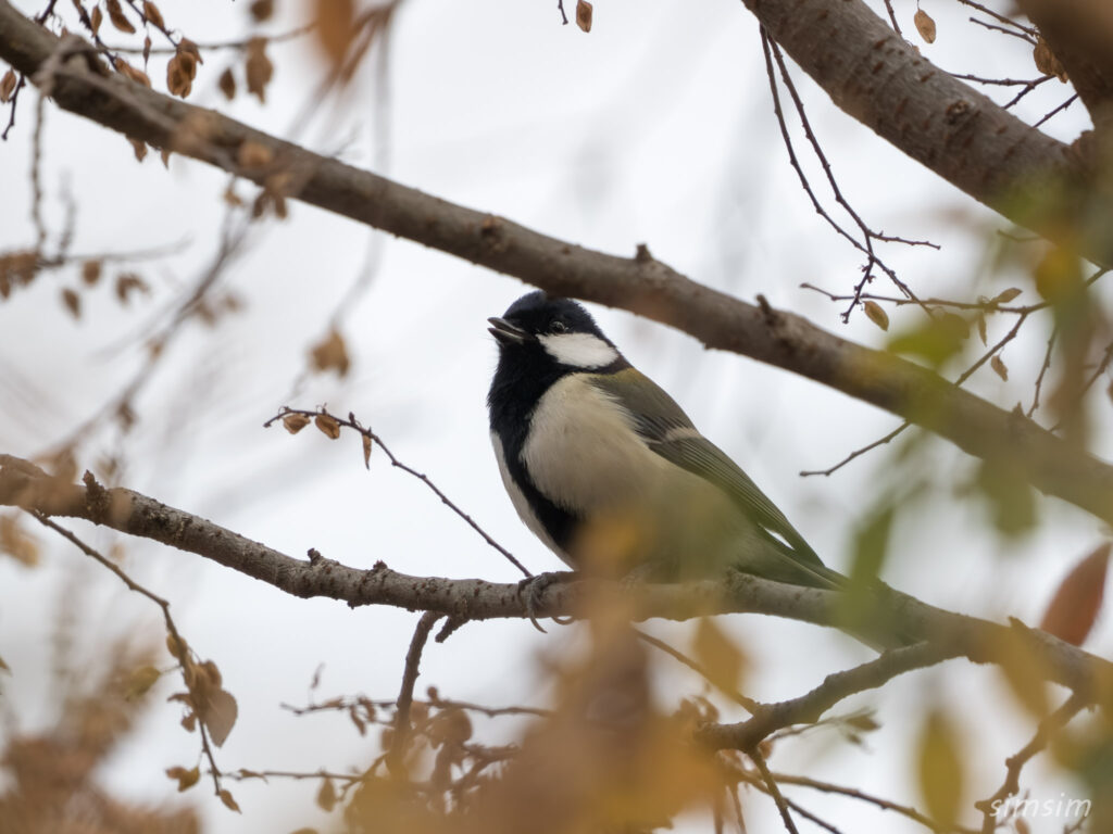 都内の公園　シジュウカラ