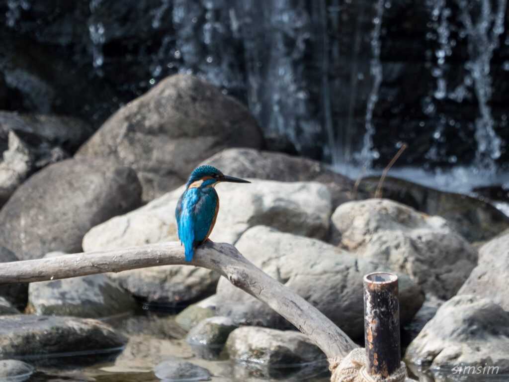都内の公園　カワセミ
