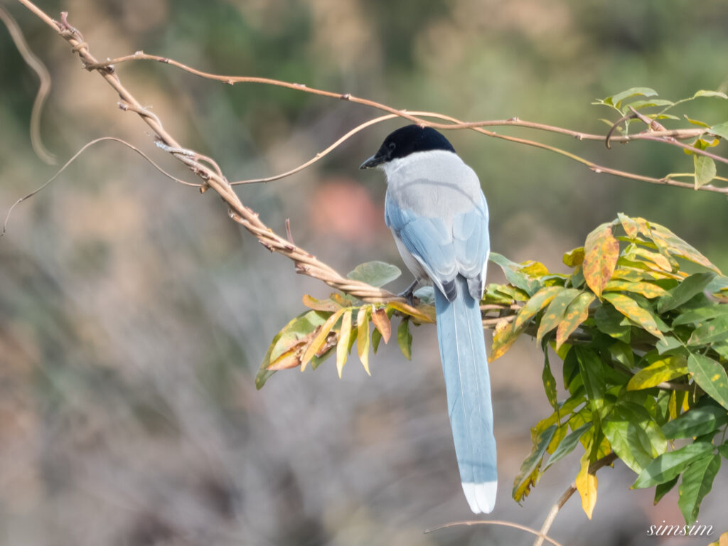 都内の公園　オナガ