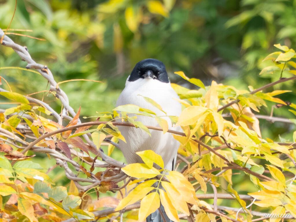 都内の公園　オナガ
