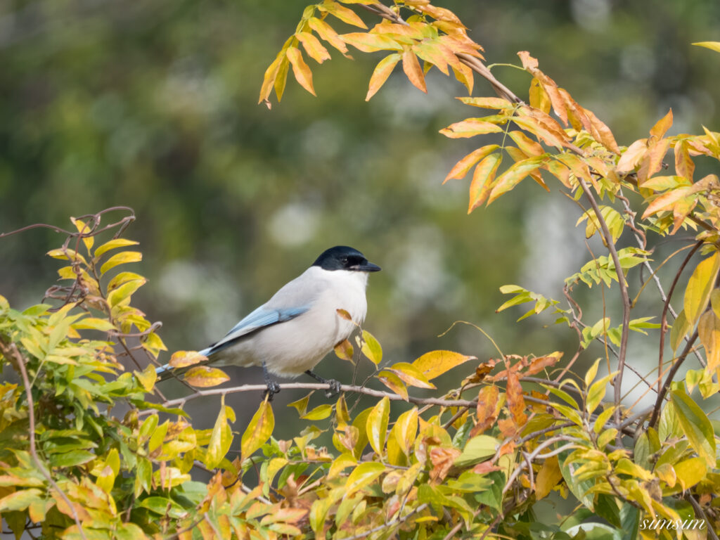 都内の公園　オナガ