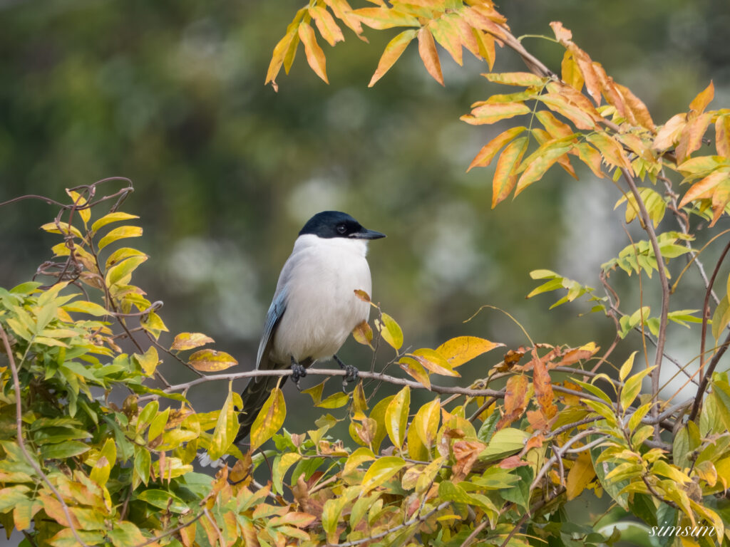 都内の公園　オナガ