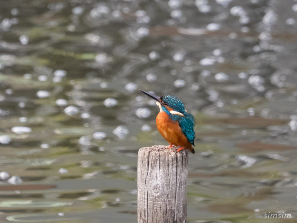 都内の公園　カワセミ