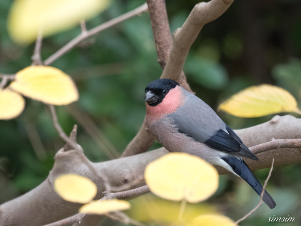 都内の公園 アカウソ