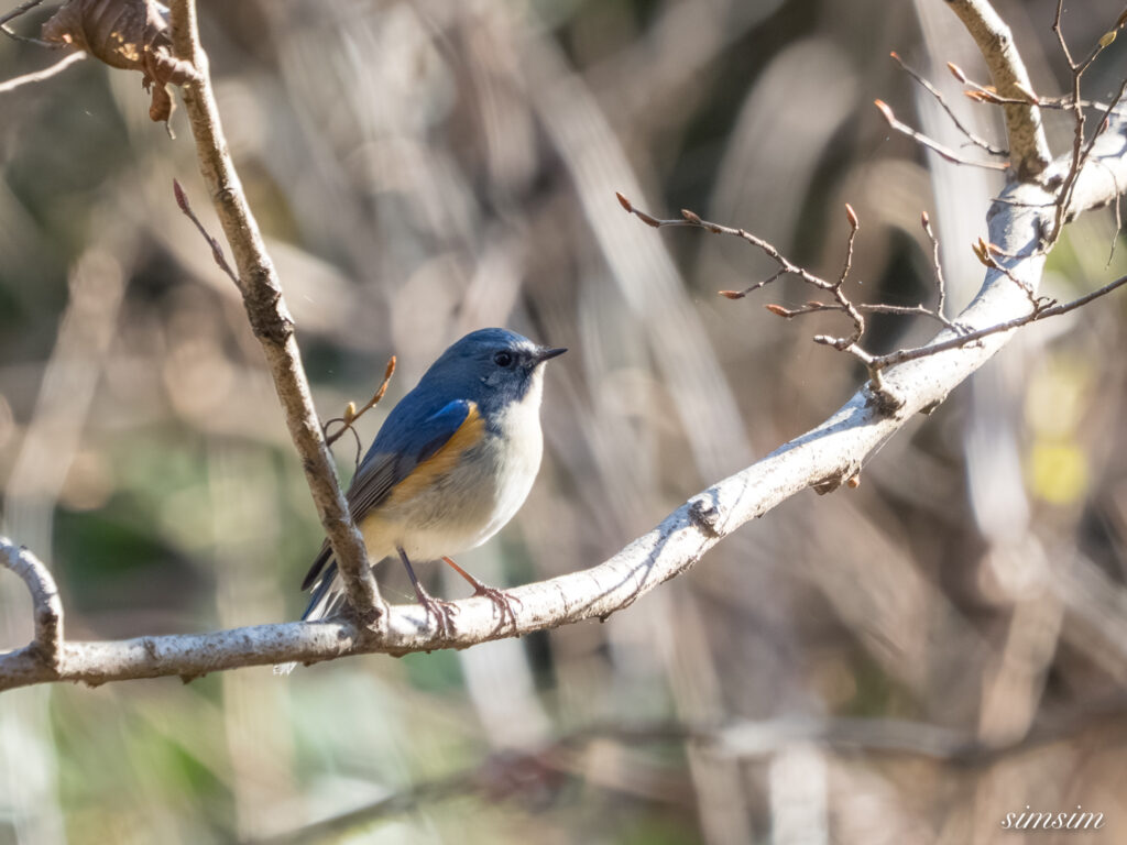埼玉県　ルリビタキ