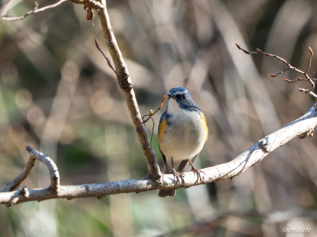 埼玉県　ルリビタキ