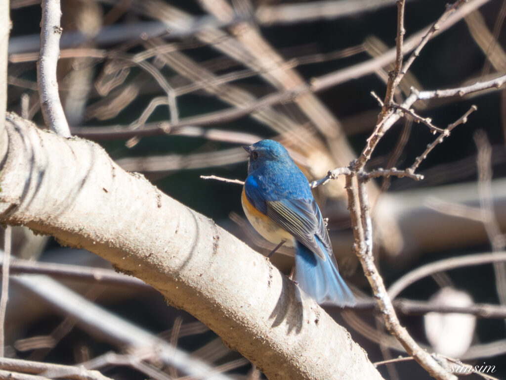埼玉県　ルリビタキ