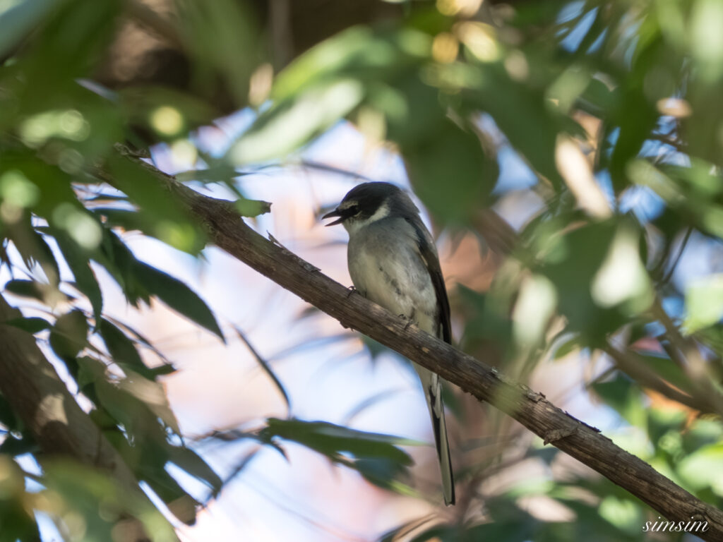 埼玉県 リュウキュウサンショウクイ