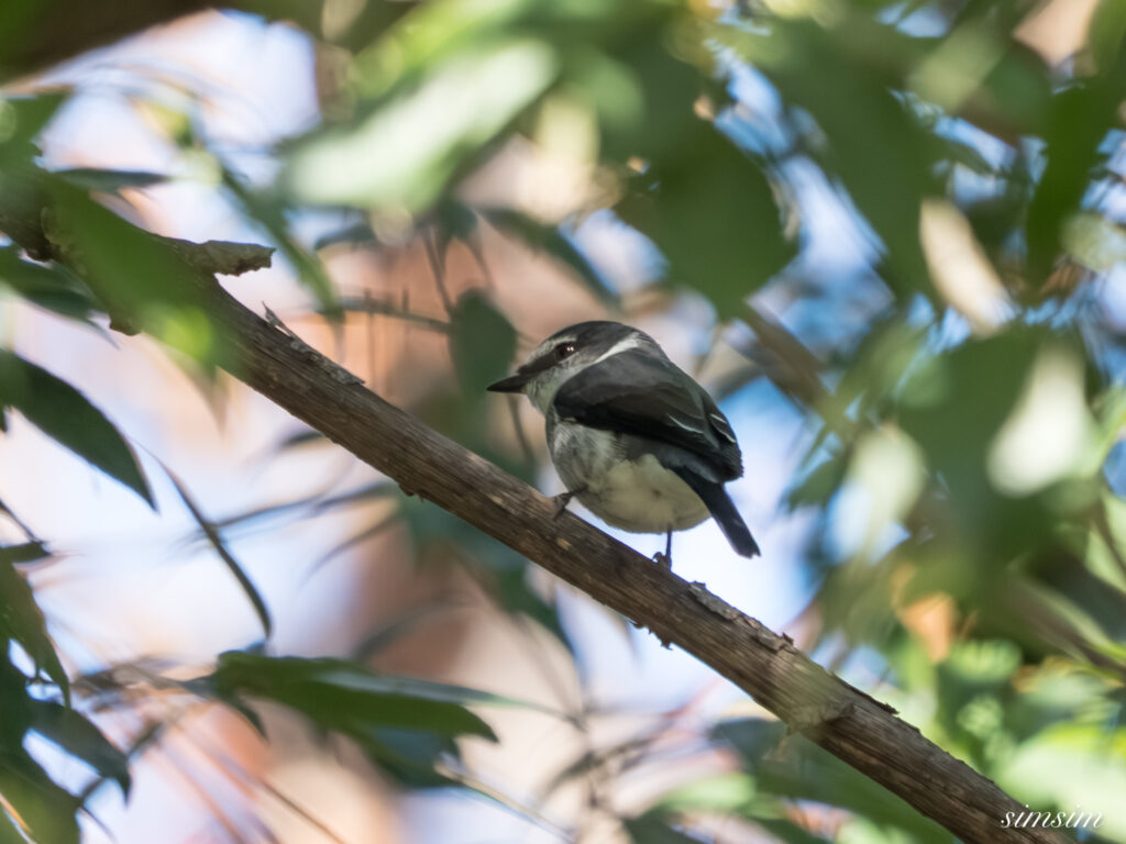 埼玉県　リュウキュウサンショウクイ