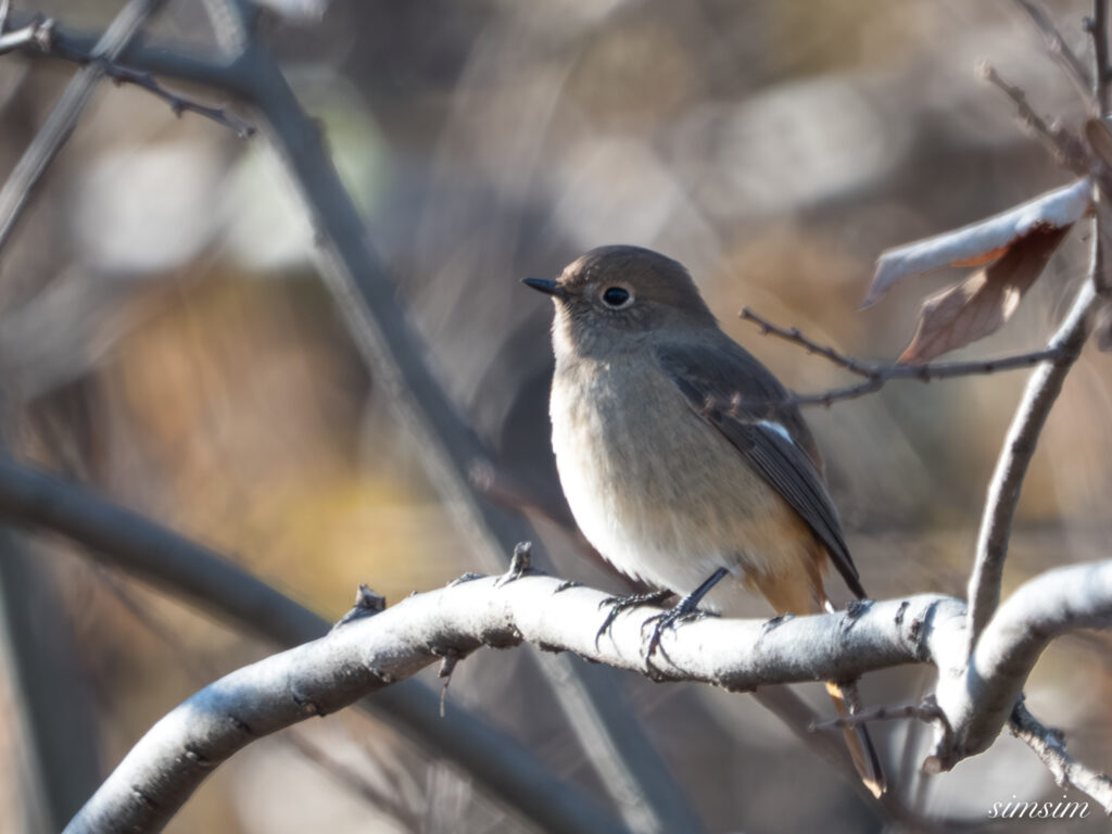 埼玉県　ジョウビタキ