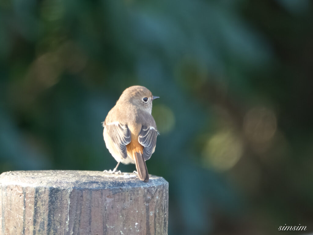 埼玉県　ジョウビタキ
