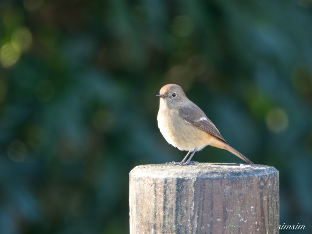 埼玉県　ジョウビタキ