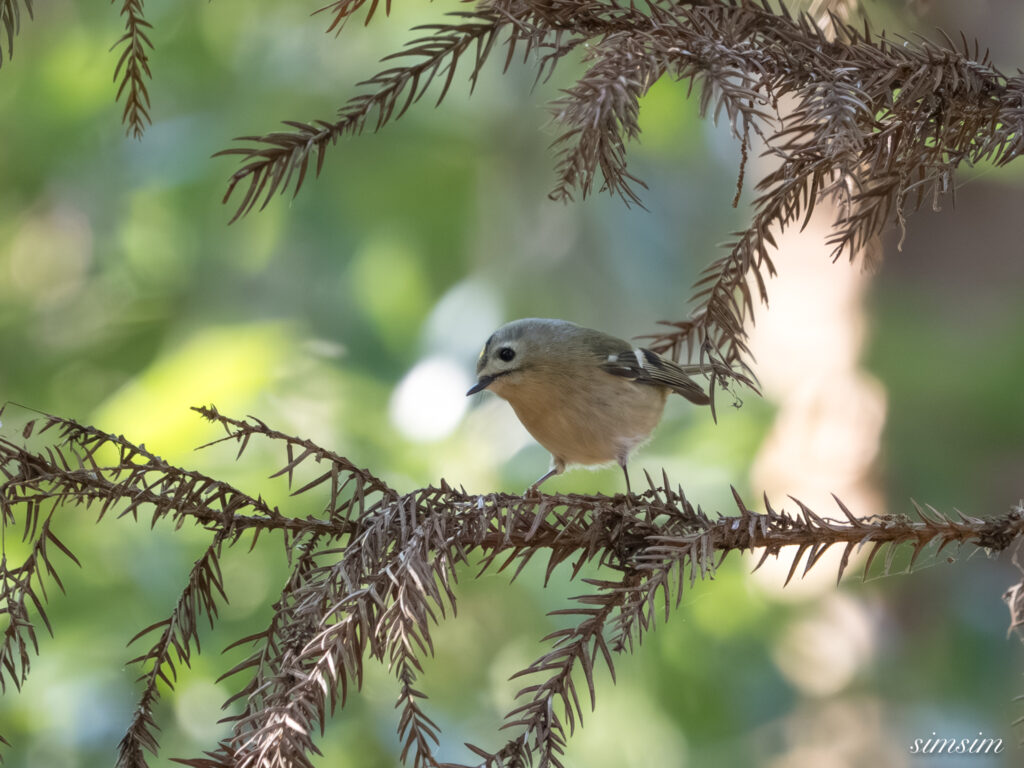 埼玉県　キクイタダキ