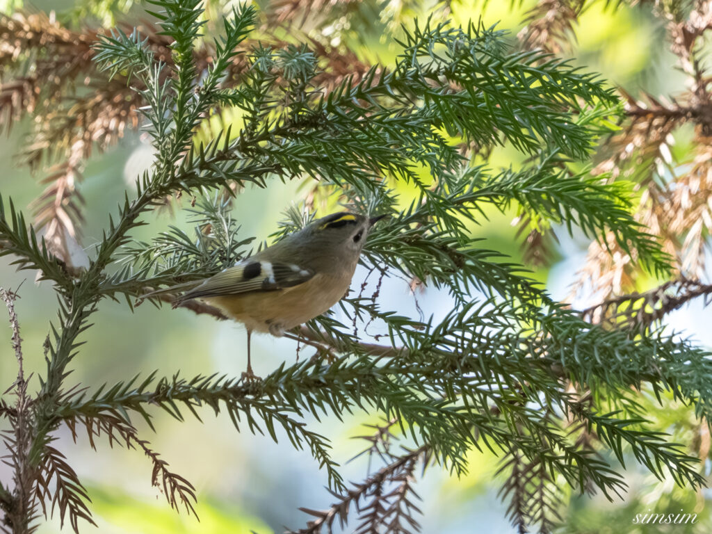 埼玉県　キクイタダキ