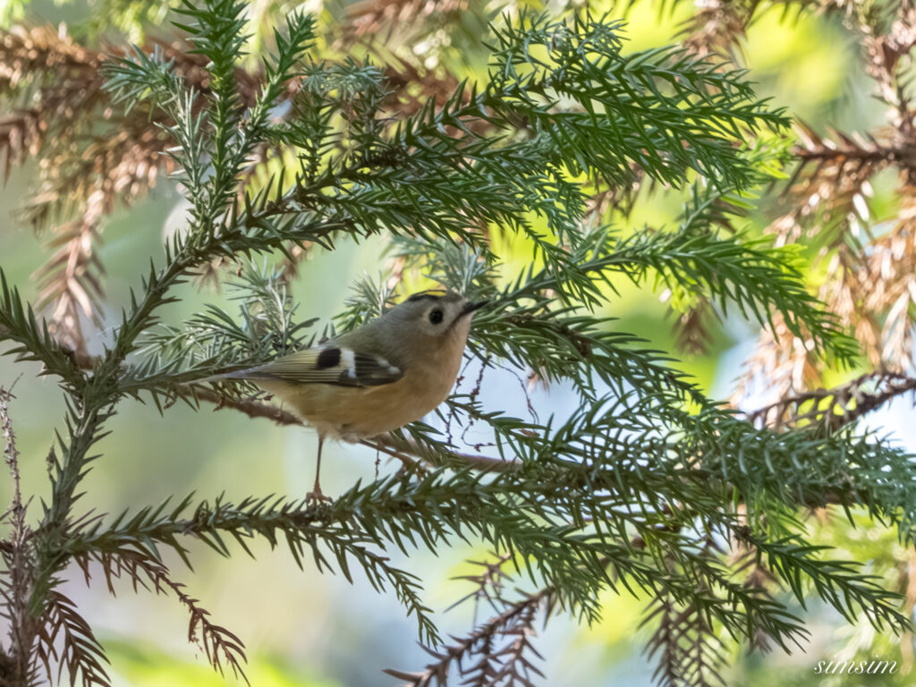 埼玉県　キクイタダキ