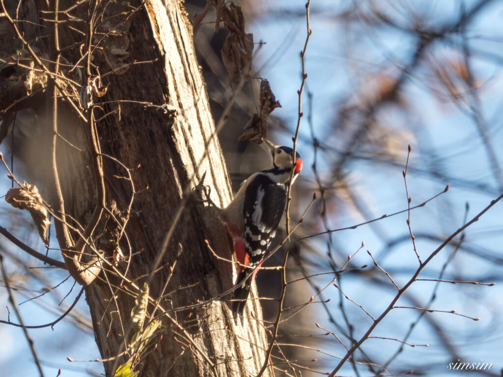 埼玉県　アカゲラ