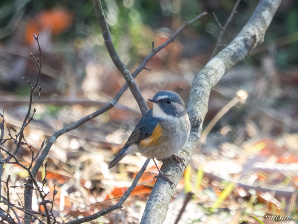埼玉県　ルリビタキ