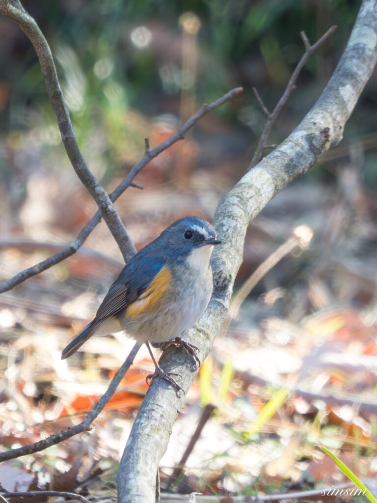 埼玉県 ルリビタキ