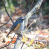 埼玉県　ルリビタキ