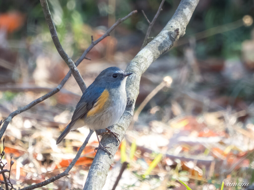 埼玉県　ルリビタキ