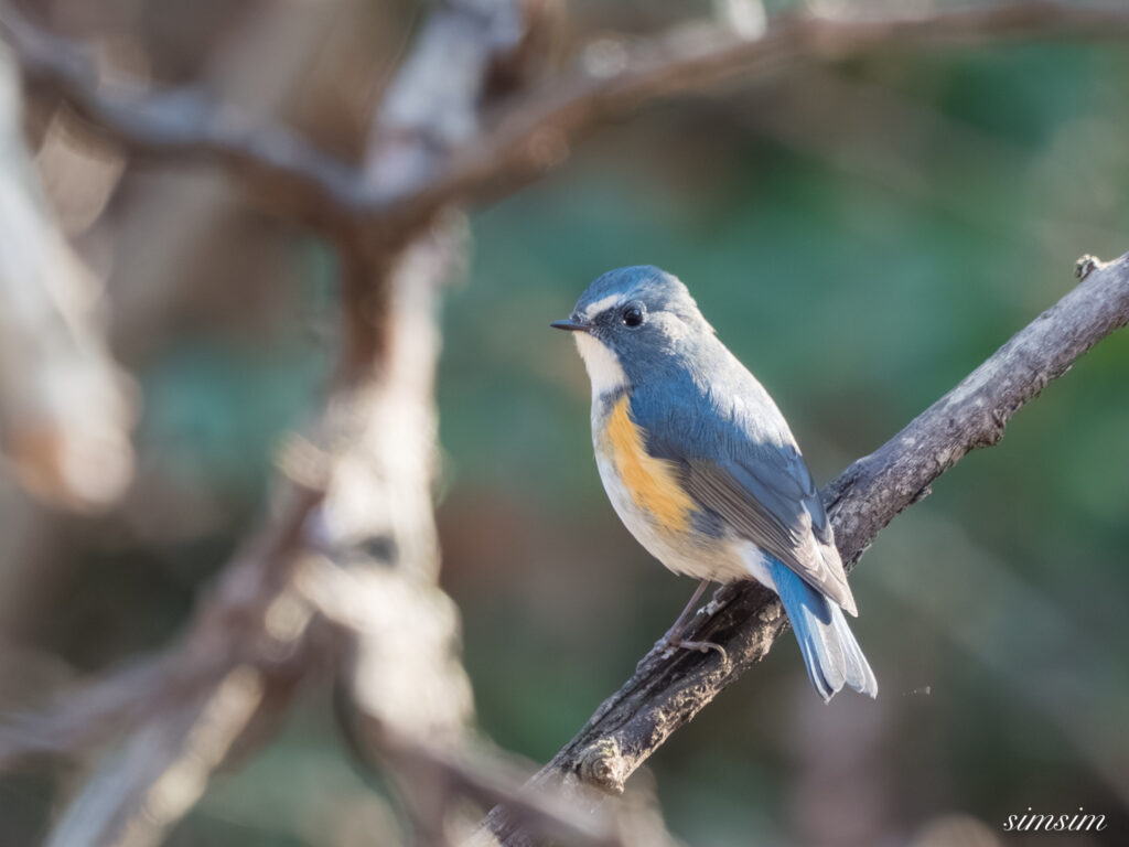 埼玉県　ルリビタキ