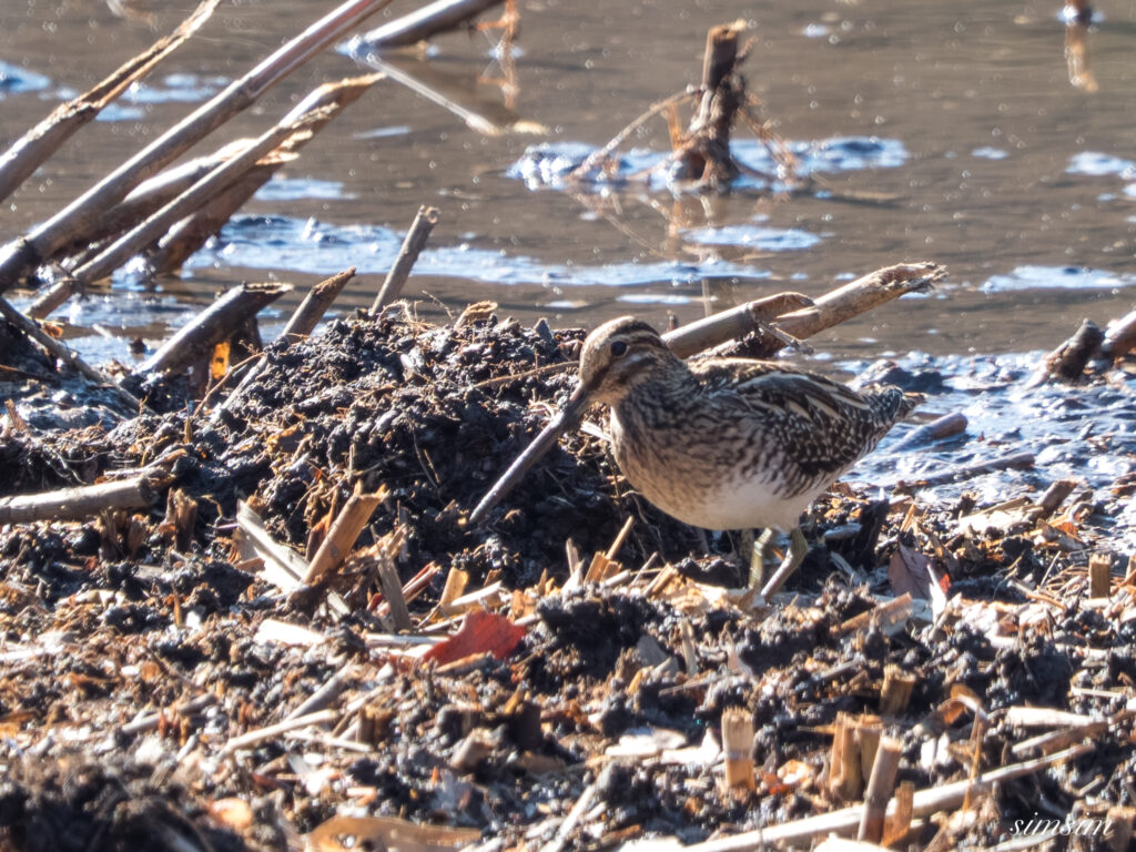 埼玉県　タシギ