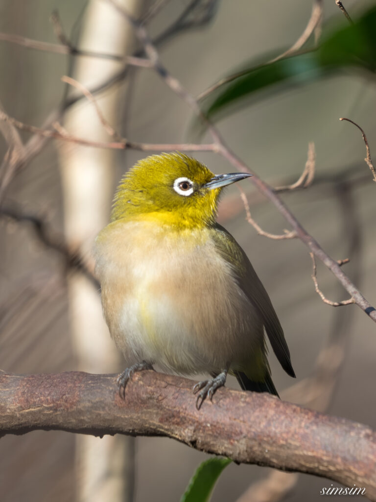 埼玉県　メジロ
